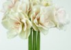 hippeastrum Aquaro ® (1)